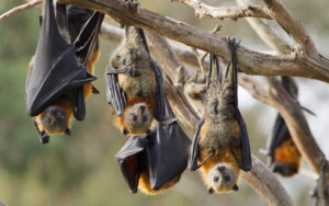 bat guano is harmful
